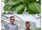 Hasil Program Pembinaan Warga Binaan, Rutan Dumai Kembali Panen Pakcoy